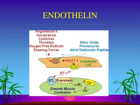 endothelin|More.